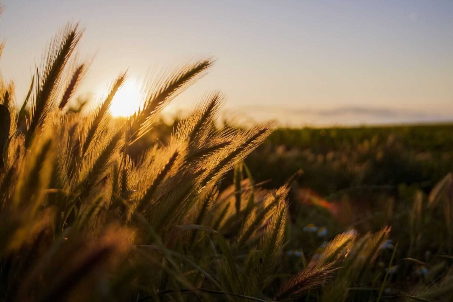 Wheat Holding Losses Post USDA Report