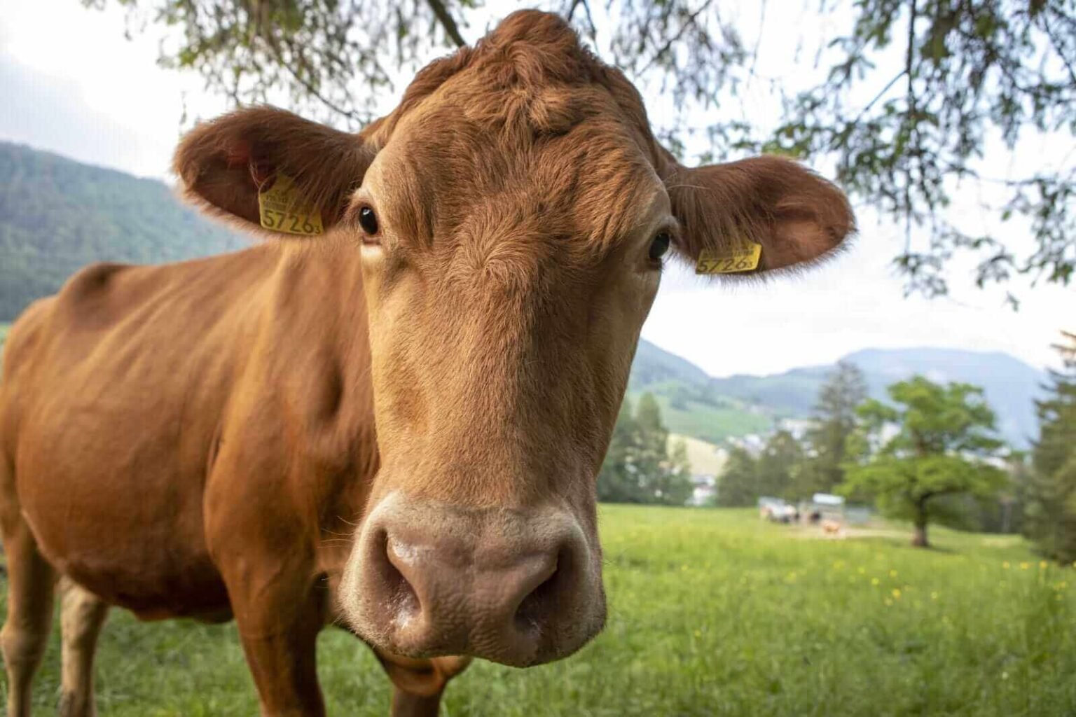 Cattle Fall Back on Monday