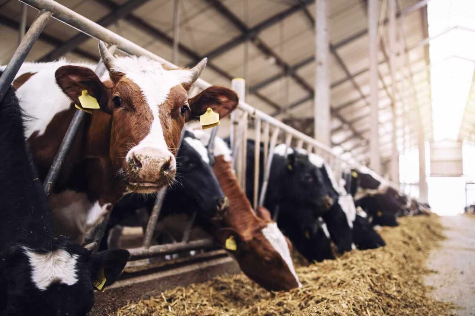 Cattle Posting Midday Gains | Nasdaq